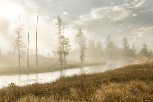 Trees and mist at sunrise along Firehole River, Upper Geyser Basin, Yellowstone National Park (Wyoming, Montana).
