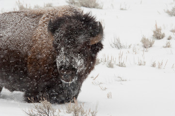 Portrait of American bison in snowy landscape, Yellowstone National Park, Wyoming, USA