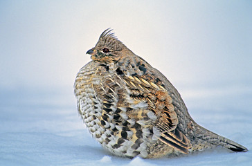 USA, Wyoming, Yellowstone National Park. Portrait of ruffed grouse sitting in snow bank. 