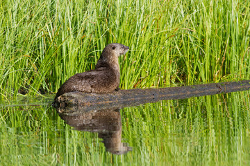 Wyoming, Yellowstone National Park, Female Northern River Otter on log in Trout Lake.