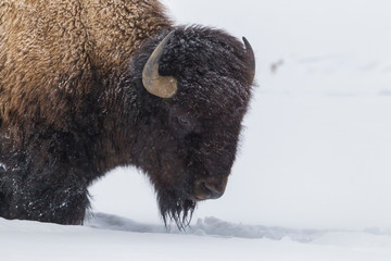USA, Wyoming, Yellowstone National Park. Close-up of bison in snow. Credit as: Cathy & Gordon Illg / Jaynes Gallery / DanitaDelimont.com