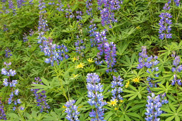 Obraz premium USA, Washington State, Olympic National Forest. Colorful lupine and asteraceae cover hills along hiking trails