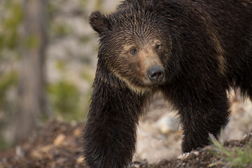 Obraz premium USA, Wyoming, Yellowstone National Park. Close-up of grizzly bear. 