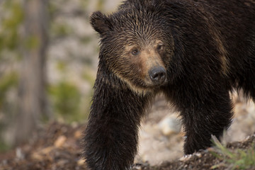 USA, Wyoming, Yellowstone National Park. Close-up of grizzly bear. 