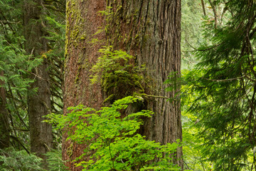 Naklejka na ściany i meble Western Hemlock, cedar, Grove of the Patriarchs, Mount Rainier National Park, Washington, USA