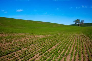 Lone Tree In Rolling Hills of Wheat