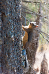 USA, Washington State. Douglas Squirrel (Tamiasciurus Douglasii) Anderson Point Campground Mt. Baker Snoqualmie National Forest
