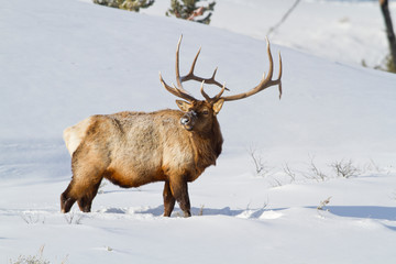 Wyoming, Yellowstone National Park, Bull Elk foraging for grasses through snowpack.