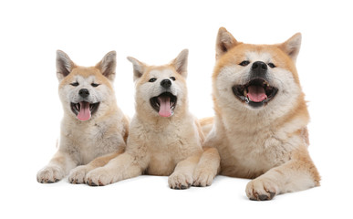 Naklejka na ściany i meble Adorable Akita Inu dog and puppies isolated on white