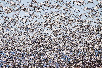 USA, Washington State, Skagit Valley, Snow Geese in flight with a blue sky day