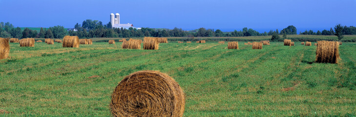 USA, Wisconsin, Kewaunee Co. Hay rolls will be stored and used as feed in Kewaunee County, Wisconsin.