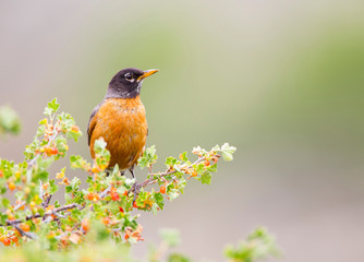 Wyoming, Sublette County, An American Robin sits in a current bush with berries.