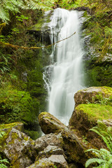 Fototapeta premium Olympic National Park Lake Quinault, Washington. Merriman Falls.