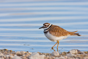 Wyoming, Sublette County, Killdeer wading in pond.