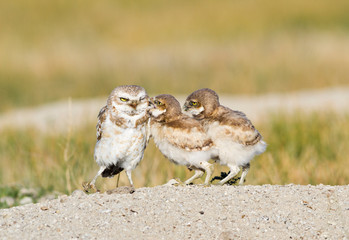 Wyoming, Sublette County, Burrowing owl chicks begging male for food.