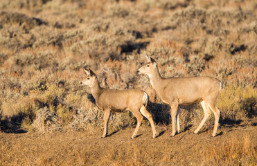 Naklejka na ściany i meble Wyoming, Sublette County, Mule Deer doe and fawn in sagebrush.