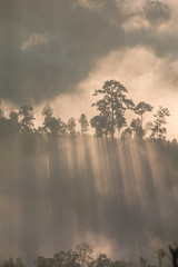 Fototapeta premium shadow in nature light