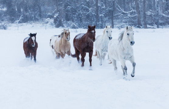 Herd of horses in winters snow, Hideout Ranch, Shell, Wyoming. (PR)