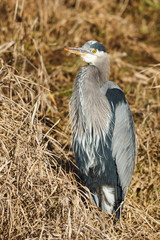 USA, Washington, Baskett Slough National Wildlife Refuge, Great Blue Heron (Ardea herodias).