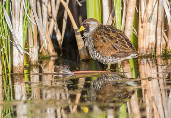 USA, Wyoming, Sublette County, Sora stands in a calm cattail marsh with reflection.