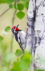 Wyoming, Sublette County, Red-naped Sapsucker on Aspen tree