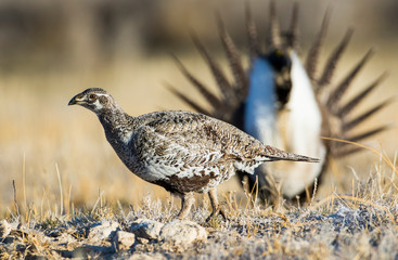 USA, Wyoming, Sublette County. Greater Sage Grouse Hen walks by a strutting male on a lek in...