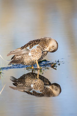 USA, Wyoming, Sublette County, Female Cinnamon Teal preening in pond with reflection