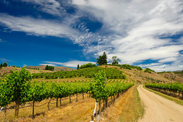 Naklejka premium USA, Washington, Lake Chelan. Vineyard in the Lake Chelan AVA in Washington.