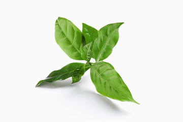 Fresh green coffee leaves isolated on white
