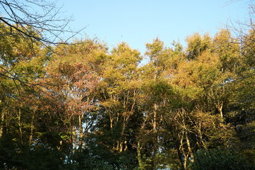 秋の日差しを浴びる紅葉