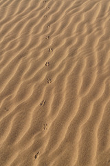 Sahara desert in marocco