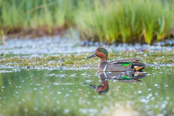 USA, Wyoming, Sublette County. Male Green-winged Teal swims in a pond.