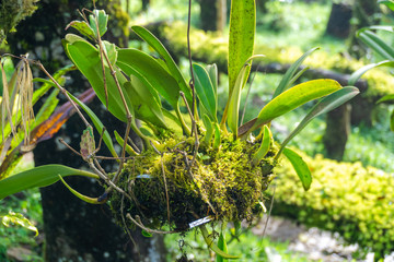 Forest orchid clump growing on the side of a dry dead tree