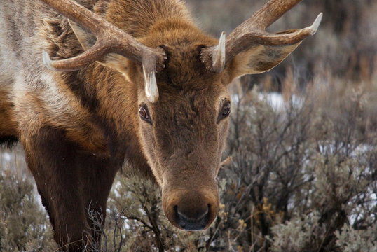 USA, Wyoming, Yellowstone National Park. Close-up of bull elk. Credit as: Marie Bush / Jaynes Gallery / DanitaDelimont.com