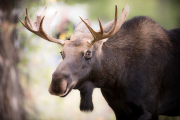 Teton National Park, Wyoming, USA. Close-up of Bull Moose.
