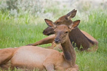 WY, Yellowstone National Park, Female elk resting, Mammoth Hot Springs