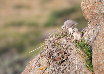 Wyoming, Sublette County, Red-tailed Hawk nestlings.