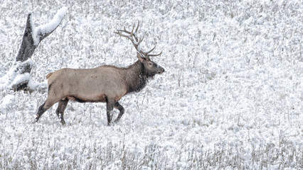 Yellowstone National Park Wyoming. Bull Elk walks in the snow.