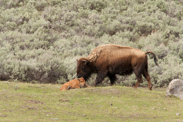 Yellowstone National Park, Wyoming, USA. Female bison nuzzling her calf.