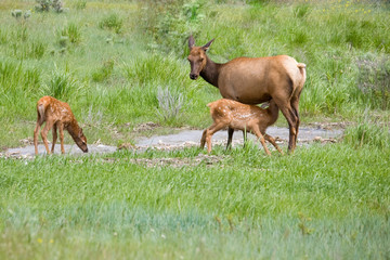 WY, Yellowstone National Park, Elk calves and mother