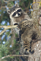 Raccoons (Procyon Lotor) of Fish Lake, Central Cascades, Washington, US