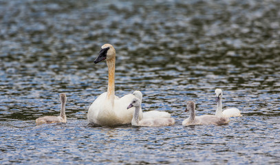 USA, Montana, Red Rock Lakes National Wildlife Refuge, Elk Lake, Trumpeter Swan swims with newly...