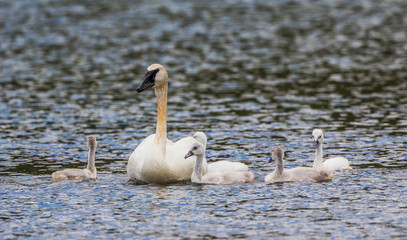 USA, Montana, Red Rock Lakes National Wildlife Refuge, Elk Lake, Trumpeter Swan swims with newly hatched cygnets.