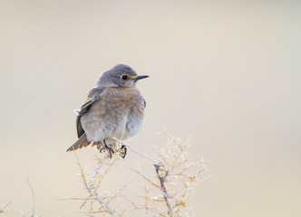 Wyoming, Lincoln County, Female Mountain Bluebird roosting on bush.