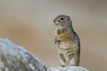 Naklejka na ściany i meble Wyoming, Uintah Ground Squirrel standing on hind legs on rock.