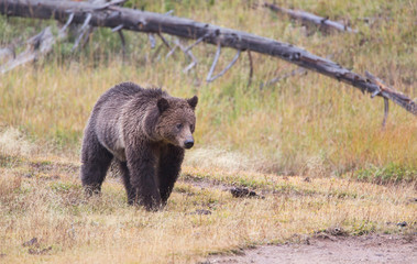 Wyoming, Yellowstone National Park, Grizzly Bear.