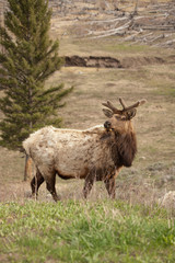 Yellowstone National Park, Wyoming, USA. Male American elk in a meadow.