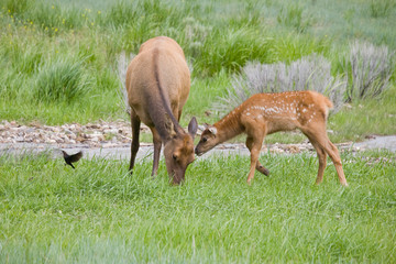 WY, Yellowstone National Park, Elk calf and mother