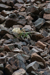 USA, Wyoming. Pika (Ochotona Minor) gathering grasses for hay pile, Bridger National Forest.