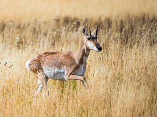 USA, Wyoming, Sublette County. Pronghorn doe runs through autumn grasses,